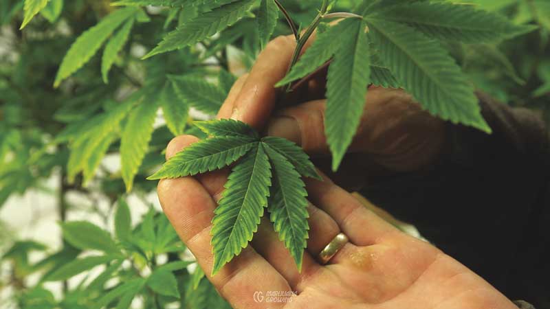 me-ch-06-sicl-leaf-fringe-800x450-1