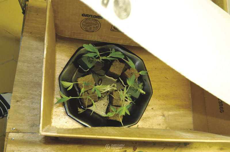 me-ch-07-clone-botrytis-jcpix001519-800x532-1