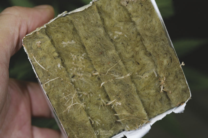 me-ch-07-clone-root-_mg_4725-800x533-1