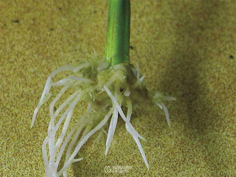 me-ch-07-clone-roots-p1010004