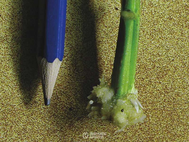 me-ch-07-clone-roots-p1010013