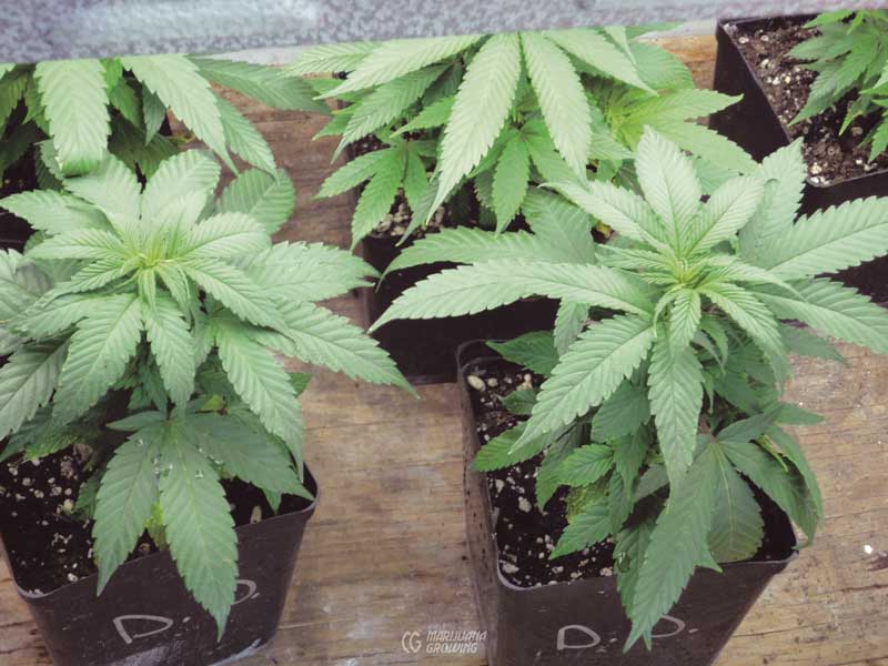 me-ch-07-clones-dsc00172-800x600-1 clones & cloning