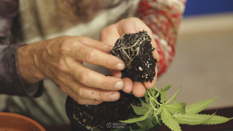 me-ch-07-transplanting-07-800x450-1