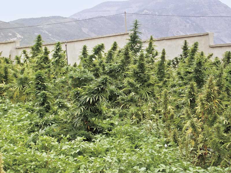 me-ch-08-101_0284-800x600-1 Cannabis flowering