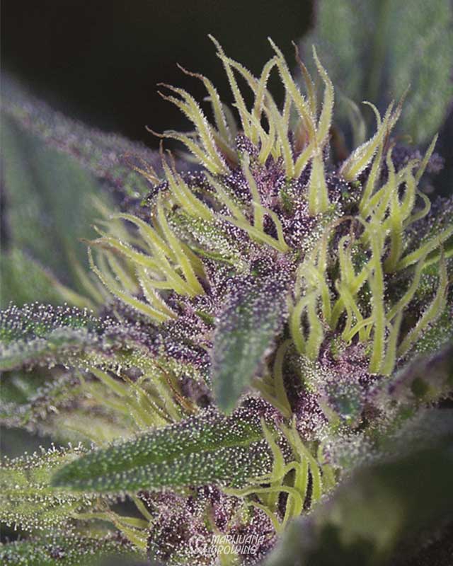 me-ch-08-bud-purps-2-web