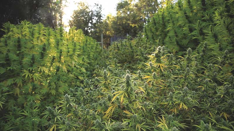 me-ch-08-butte-buds-02-800x450-1