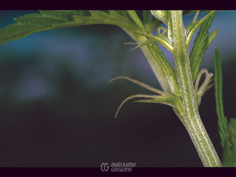 me-ch-08-dna-preflowers3-800x600-1