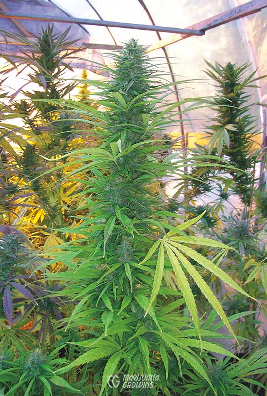 me-ch-08-durban-tall-pheno