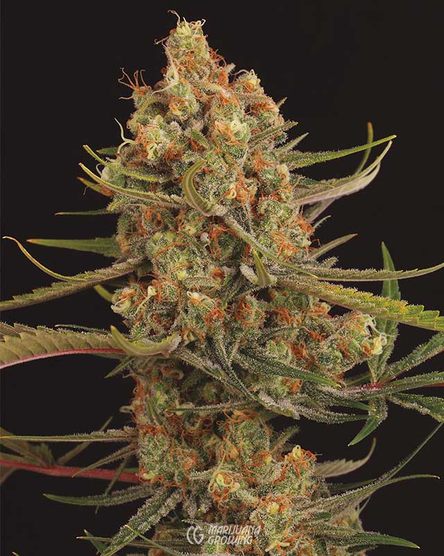 me-ch-08-ime-ch-08-mg_0184-chocolope-dna