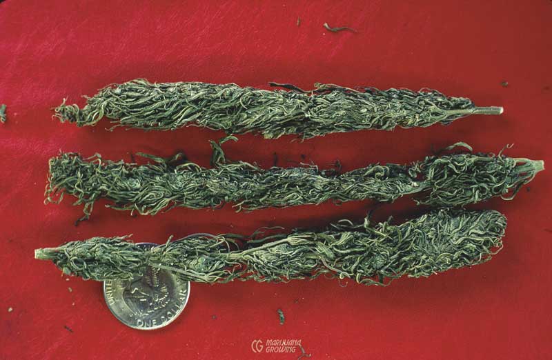 me-ch-08-jim-foxtails-800x523-1