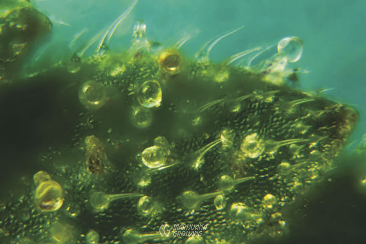 me-ch-08-jim-r-glands-cystolith-hairs