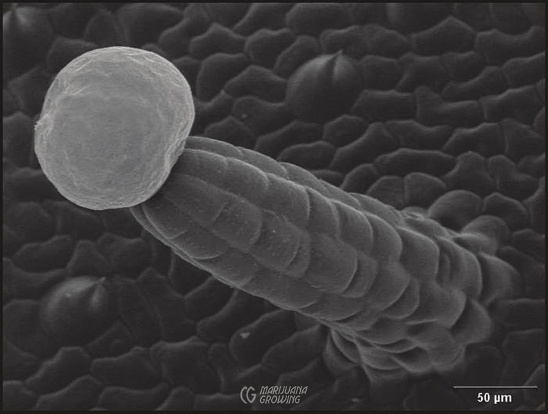 me-ch-08-leaf370xglandm-800x604-1