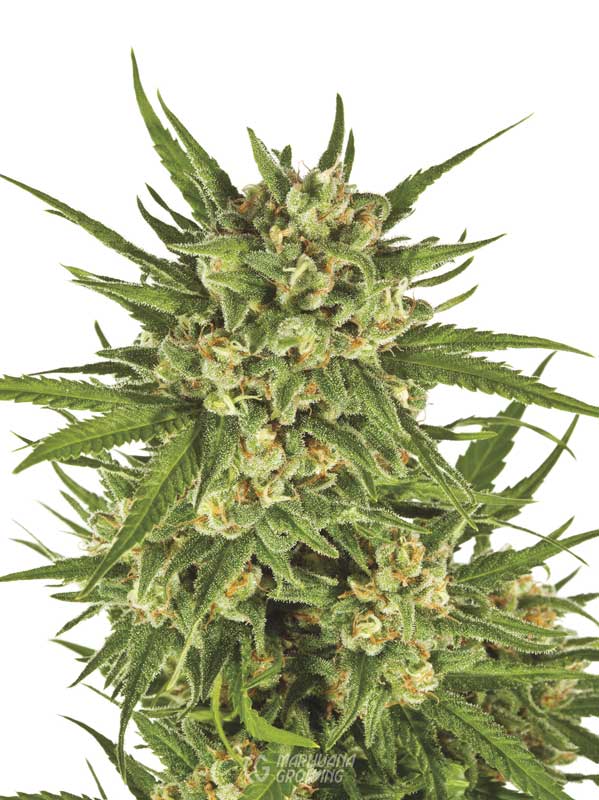 me-ch-08-lf_high_cannabinoid_jack_herer-599x800-1