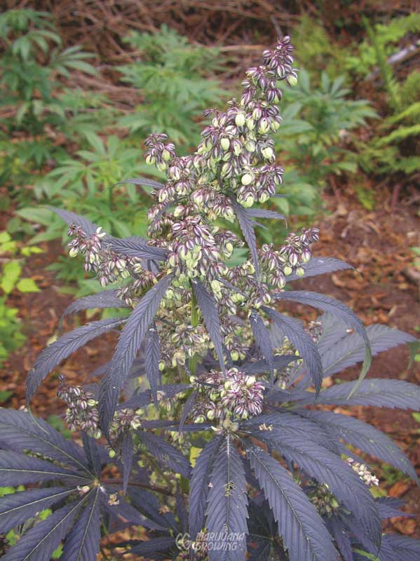 me-ch-08-purple-pineberry-male-599x800-1