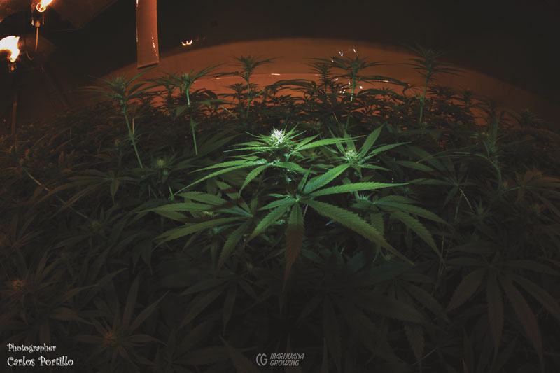 me-ch-08-resin0005-800x533-1