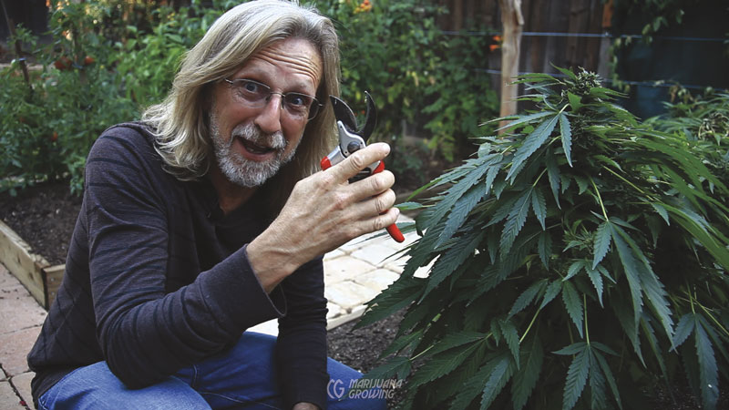 me-ch-09-clippers-harvest-800x450-1