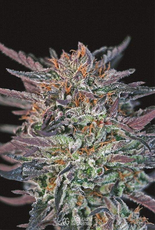 me-ch-09-dd-is-indica