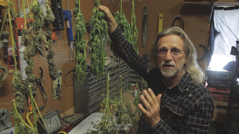 me-ch-09-dry-bud-trim-800x450-1