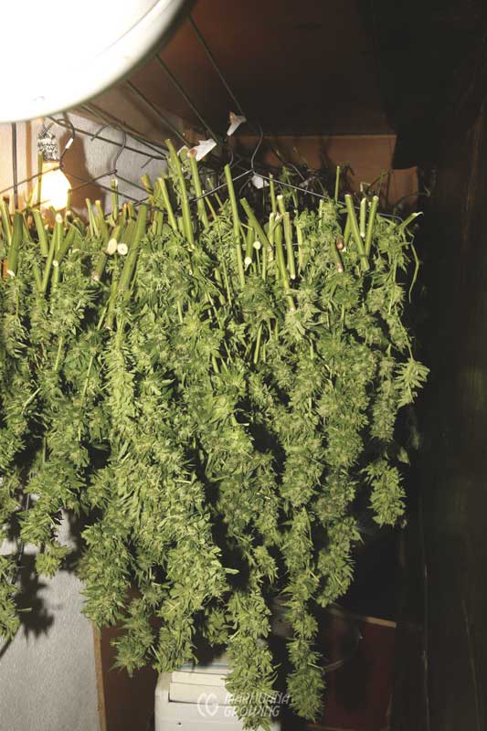 me-ch-09-drying-bud-img_3807-533x800-1