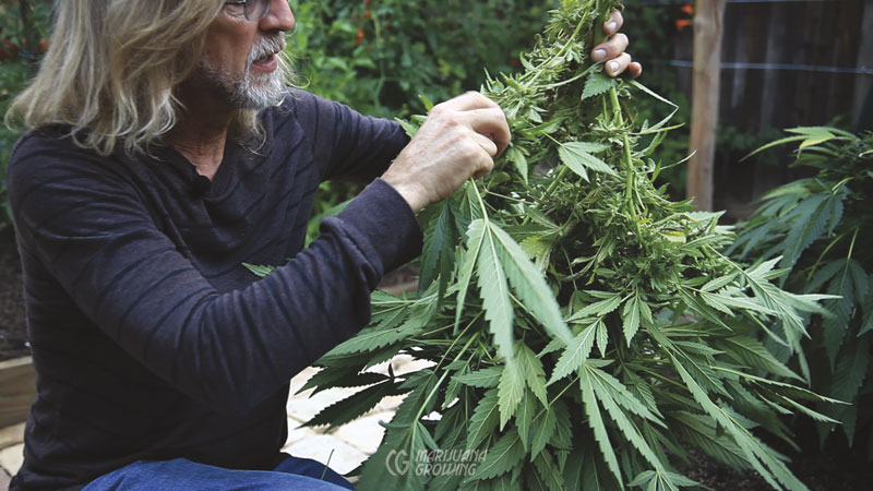me-ch-09-harvest-large-leaves-02-800x450-1