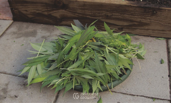 me-ch-09-harvested-leaf-saucer