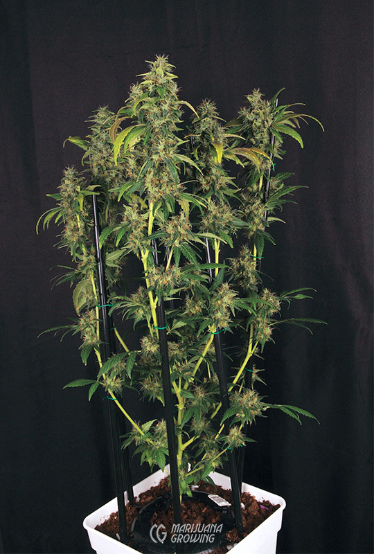 me-ch-09-img_2051-amnesia-haze-hy-pro