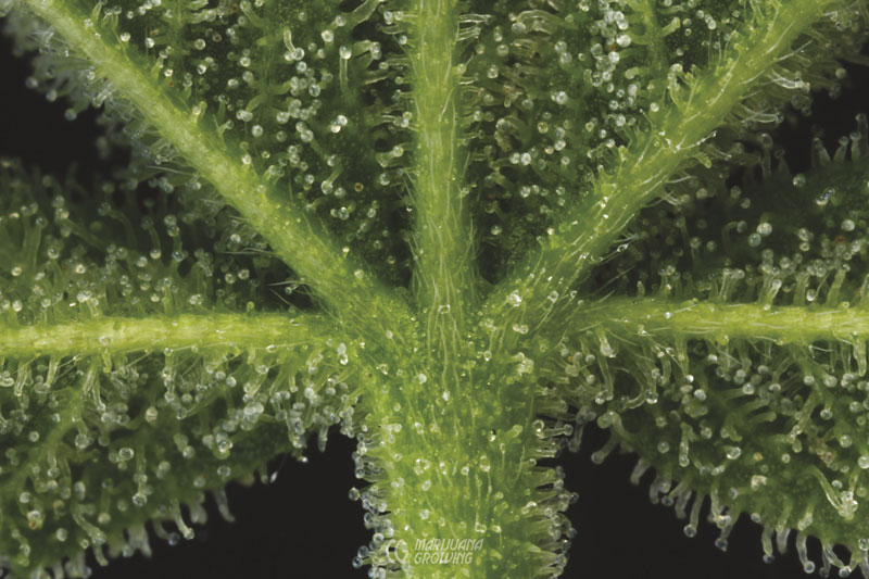 me-ch-09-jim-garlic-var-800x533-1