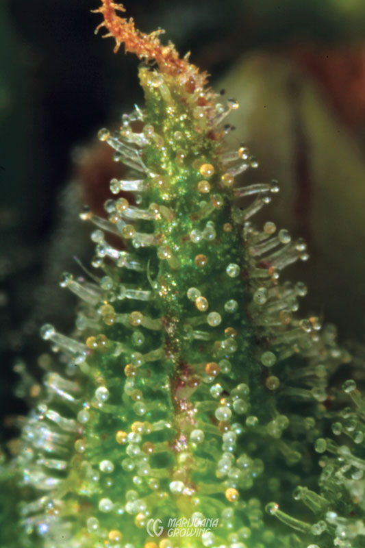 me-ch-09-jim-translucent-bract-x5-533x800-1