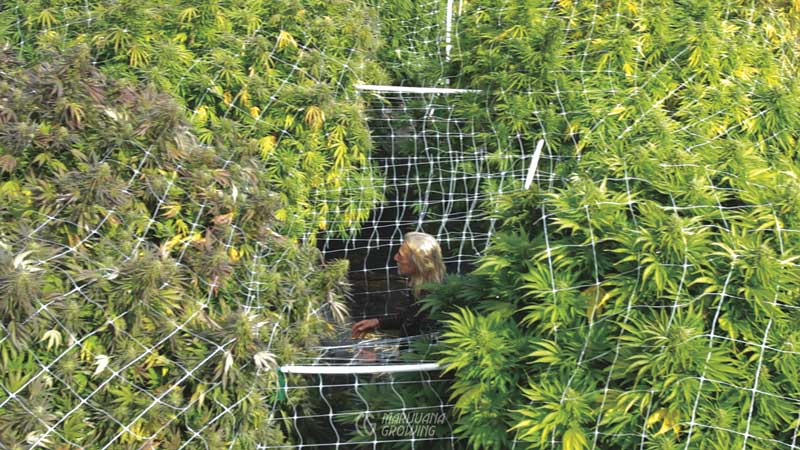me-ch-09-jorge-big-plants-800x450-1 Cannabis Harvest