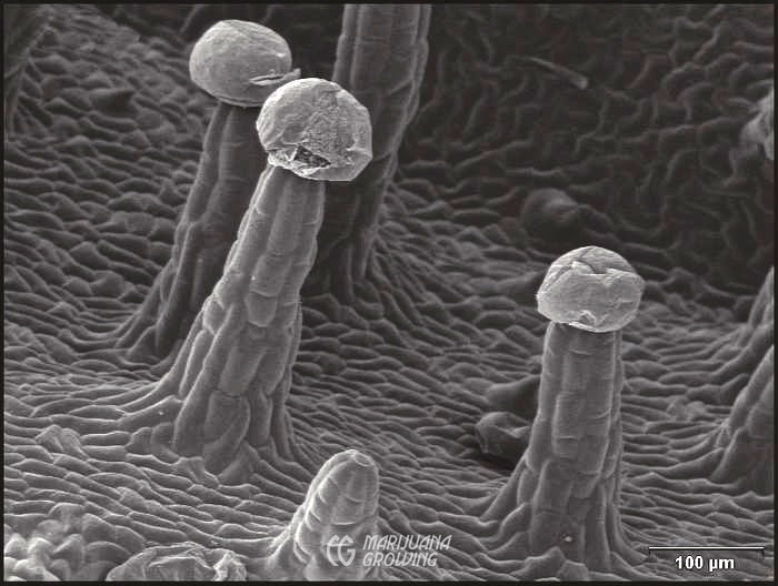 me-ch-09-leaf180xgland1