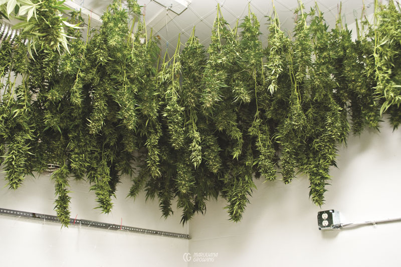 me-ch-09-lf_sourdiesel_45-800x533-1