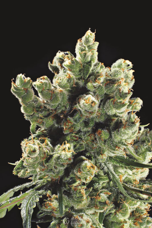 me-ch-09-lf_swollen_bracts_jack_herrer-533x800-1