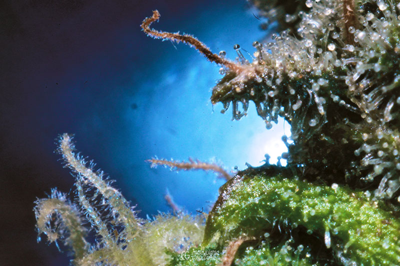 me-ch-09-m-gracia-cbd-4-063-800x533-1