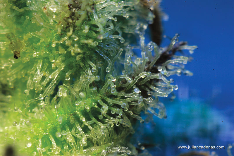 me-ch-09-m-gracia-critical-mass-06-800x533-1