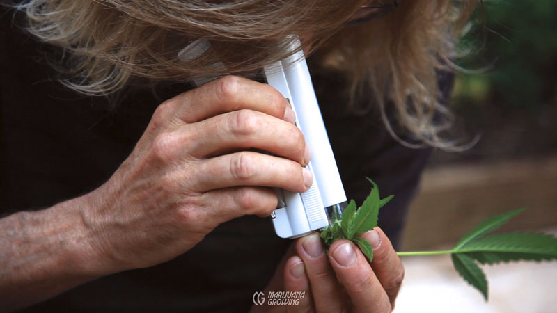 me-ch-09-magnifying-bud-view-800x450-1