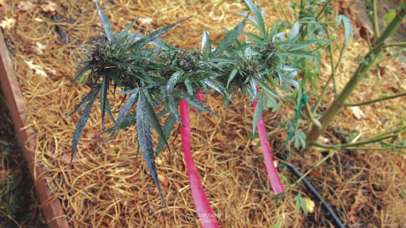 me-ch-09-male-one-branch-800x450-1