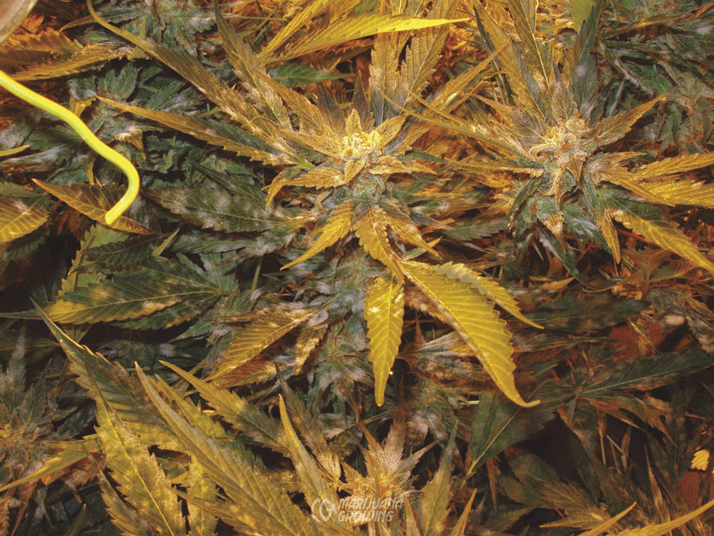 me-ch-09-mildew-p1011112-800x600-1