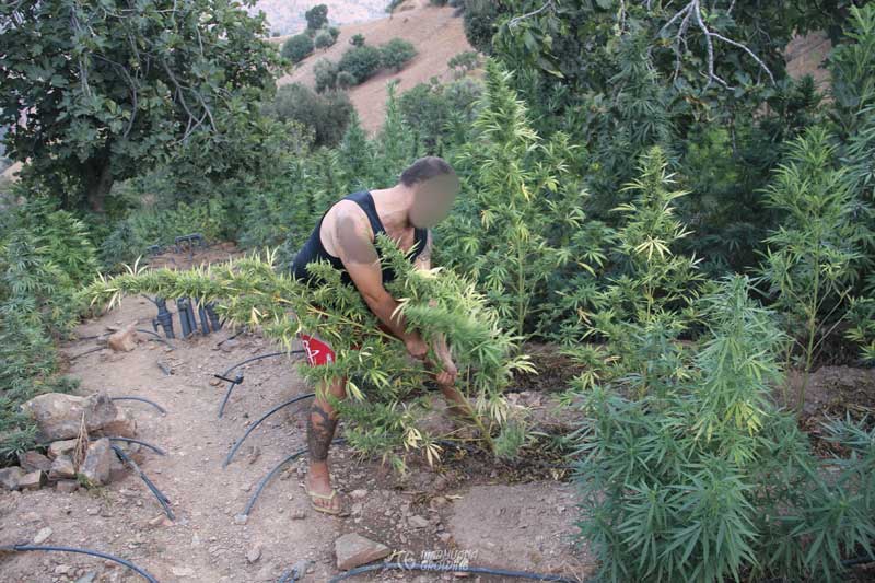 me-ch-09-morocco-harvest-800x533-1