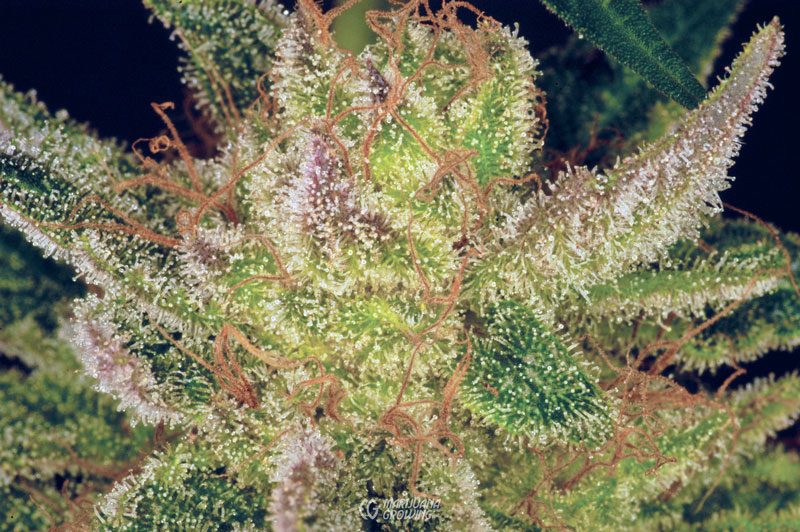 me-ch-09-peak-trichomes-09-800x532-1