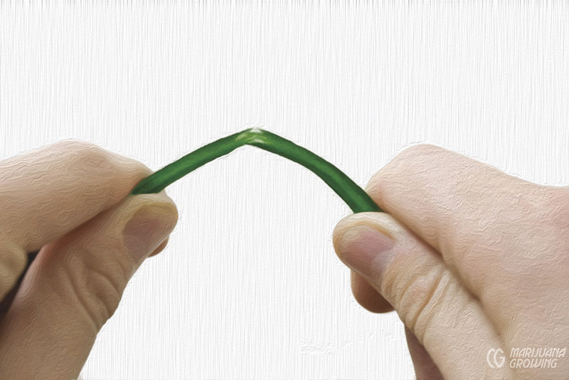 me-ch-09-stem-snaps-800x534-1