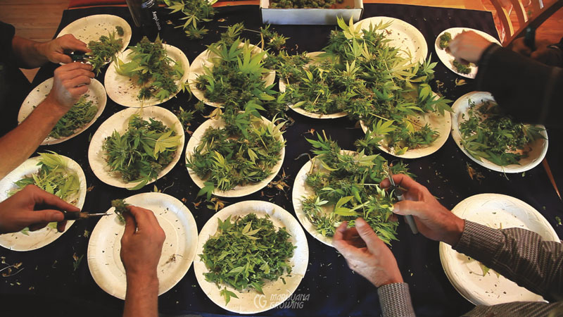 me-ch-09-trimming-table-01-800x450-1