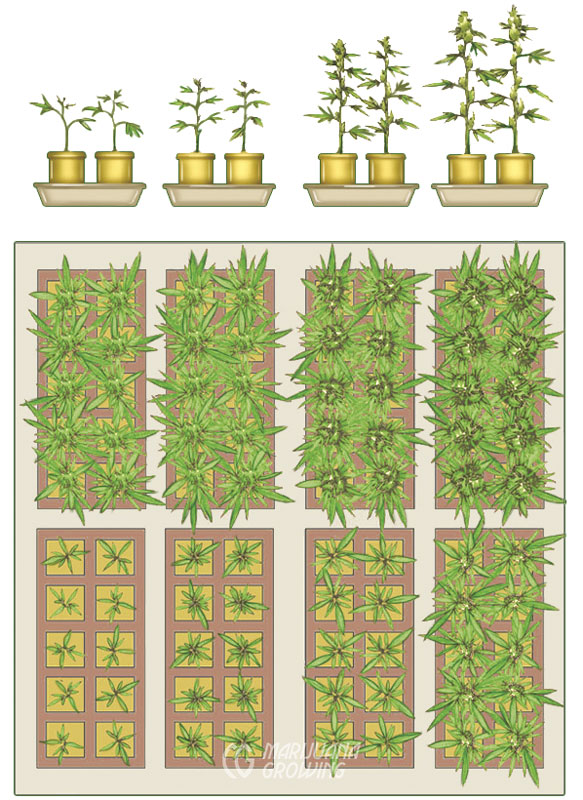 me-ch-10-60_growingstages-583x800-1