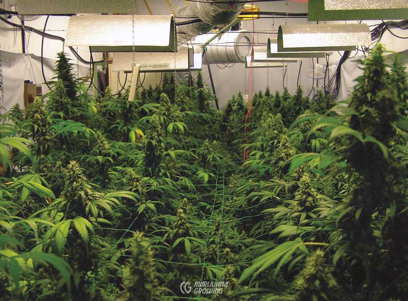 me-ch-10-p7040020-800x591-1 grow cannabis indoors