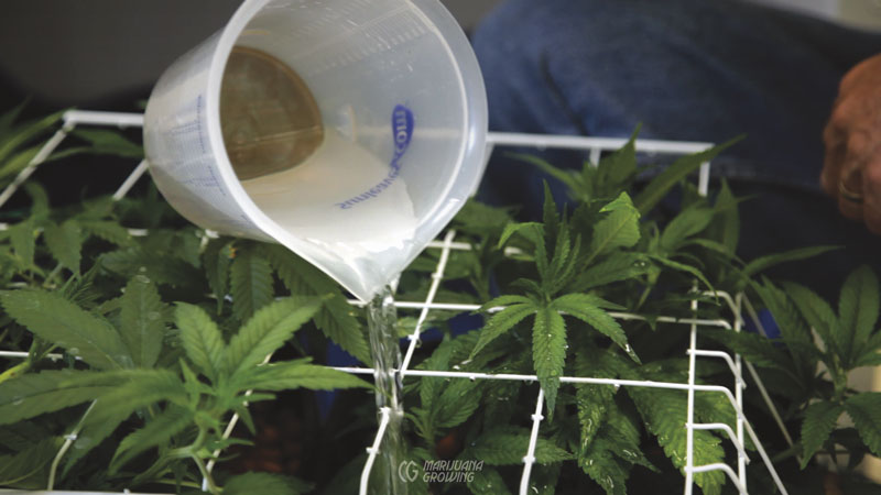 me-ch-10-watering-plants-800x450-1
