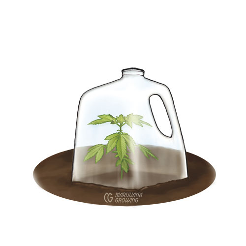 me-ch-11-13_milkcloche