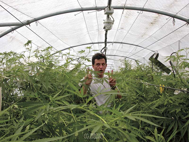 me-ch-11-2001160431 Cannabis Greenhouses