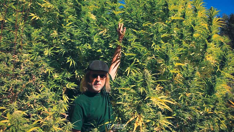 me-ch-12-jorge-in-buds-05-800x450-1 growing cannabis outdoors