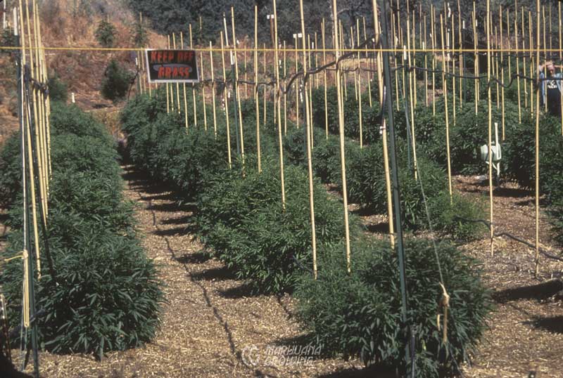 me-ch-12-large-gardens-eddylepp00100-800x538