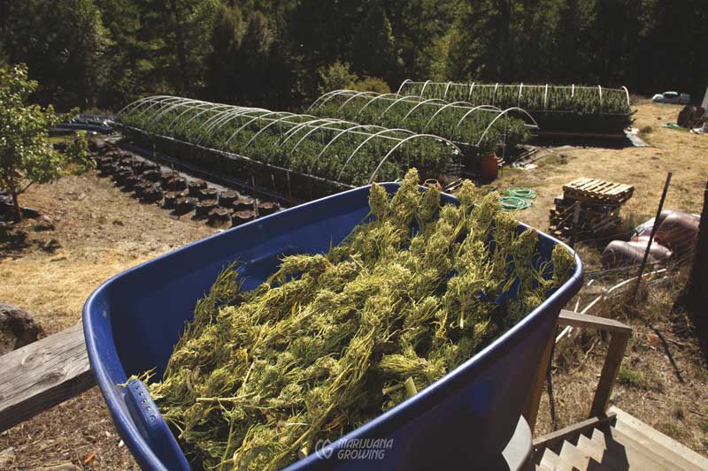 me-ch-12-lf_harvest_buds_2336-800x533-1
