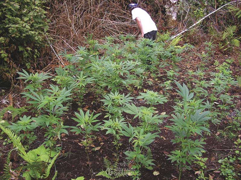 me-ch-12-seedling-early-1-ngsc-800x599-1